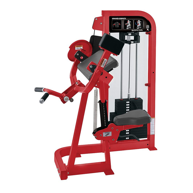 العضلة ذات الرأسين