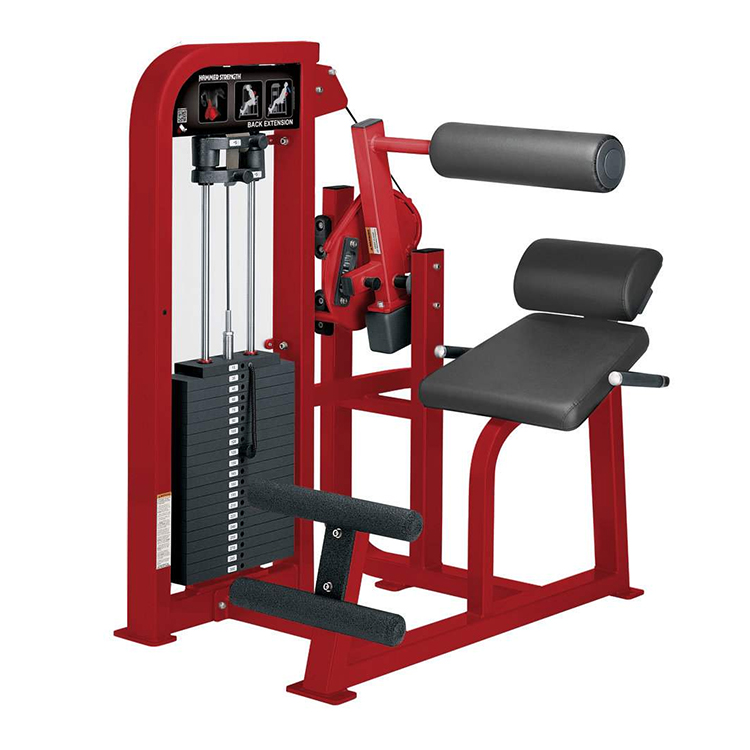 عضلات الظهر